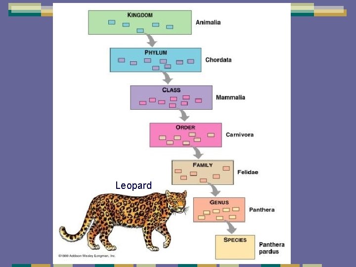 Leopard Leopard