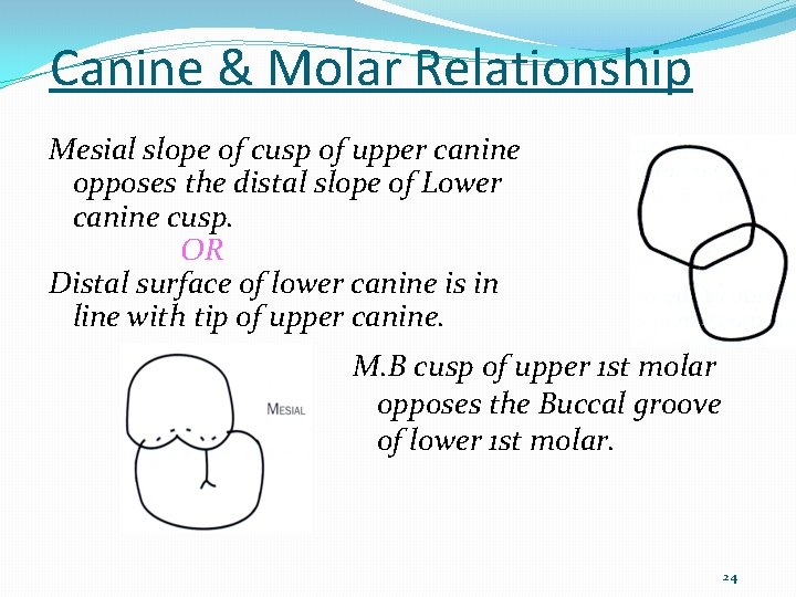 Canine & Molar Relationship Mesial slope of cusp of upper canine opposes the distal