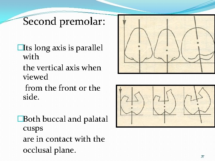 Second premolar: �Its long axis is parallel with the vertical axis when viewed from