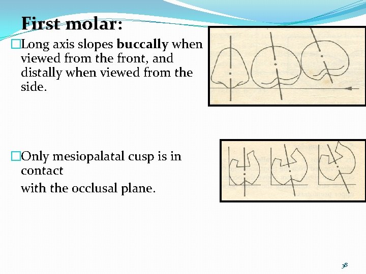 First molar: �Long axis slopes buccally when viewed from the front, and distally when