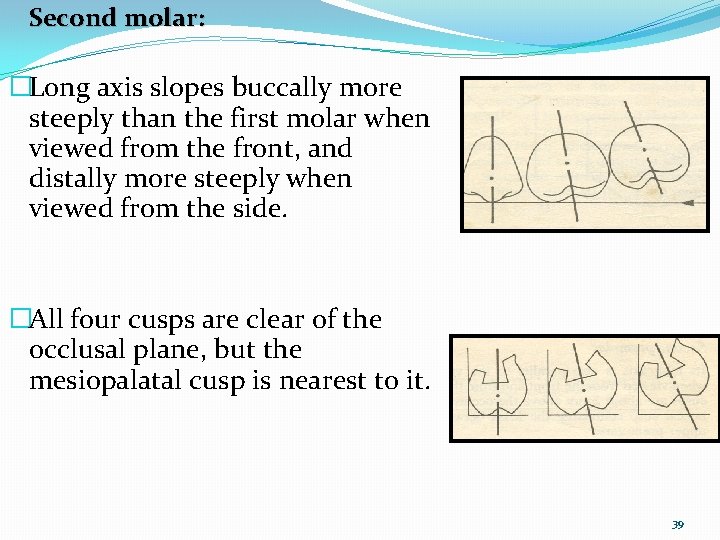 Second molar: �Long axis slopes buccally more steeply than the first molar when viewed