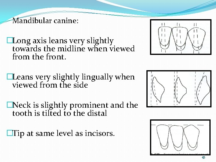 Mandibular canine: �Long axis leans very slightly towards the midline when viewed from the