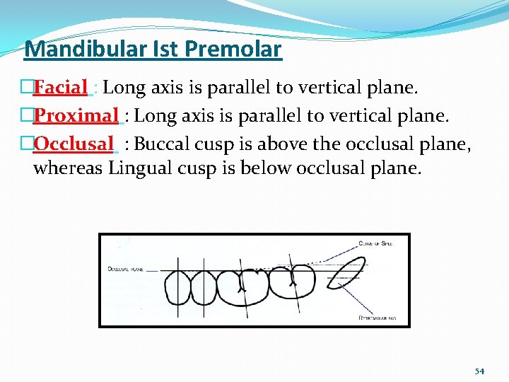 Mandibular Ist Premolar �Facial : Long axis is parallel to vertical plane. �Proximal :