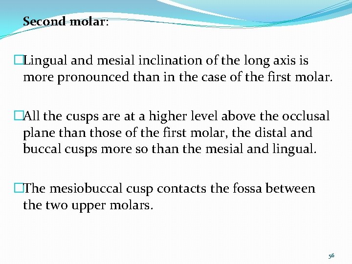 Second molar: �Lingual and mesial inclination of the long axis is more pronounced than