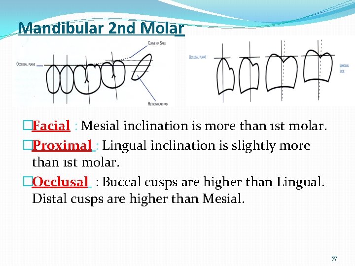 Mandibular 2 nd Molar �Facial : Mesial inclination is more than 1 st molar.