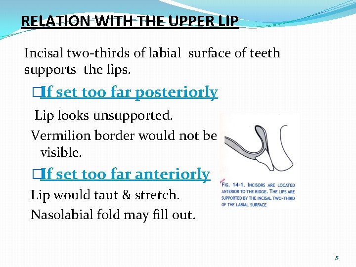 RELATION WITH THE UPPER LIP Incisal two-thirds of labial surface of teeth supports the