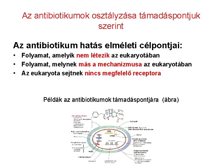 antibiotikumok kombinációi prosztatitis)