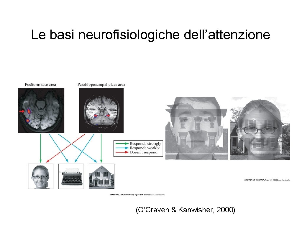 Le basi neurofisiologiche dell’attenzione (O’Craven & Kanwisher, 2000) 