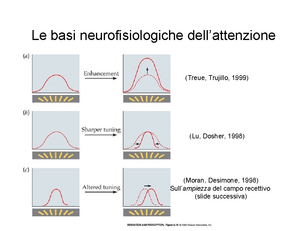 Le basi neurofisiologiche dell’attenzione (Treue, Trujillo, 1999) (Lu, Dosher, 1998) (Moran, Desimone, 1998) Sull’ampiezza