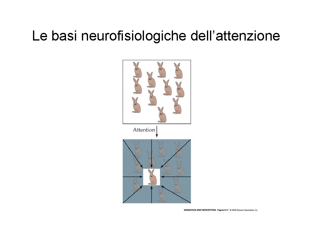 Le basi neurofisiologiche dell’attenzione 