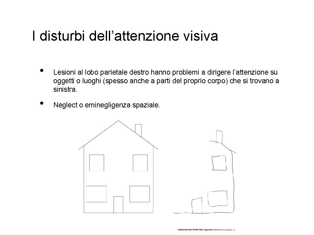 I disturbi dell’attenzione visiva • • Lesioni al lobo parietale destro hanno problemi a