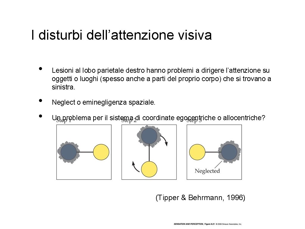 I disturbi dell’attenzione visiva • • • Lesioni al lobo parietale destro hanno problemi