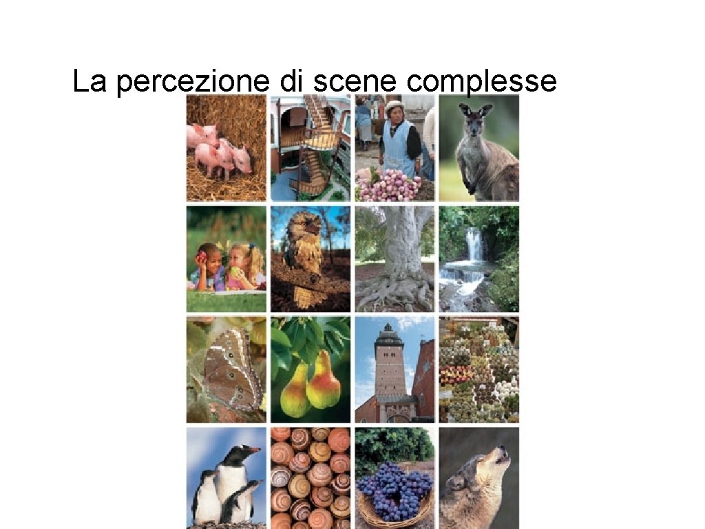 La percezione di scene complesse 