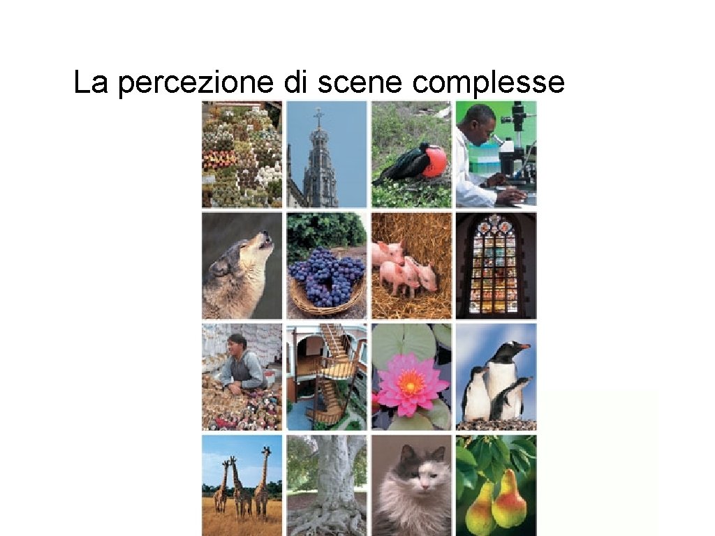 La percezione di scene complesse 