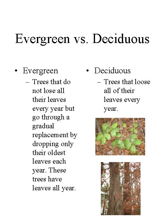 Evergreen vs. Deciduous • Evergreen – Trees that do not lose all their leaves