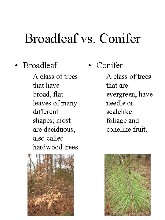 Broadleaf vs. Conifer • Broadleaf – A class of trees that have broad, flat
