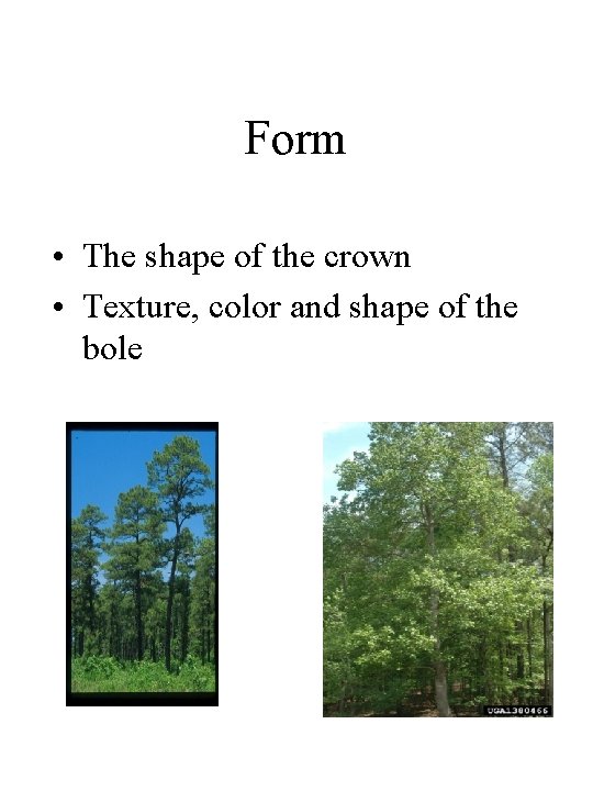 Form • The shape of the crown • Texture, color and shape of the