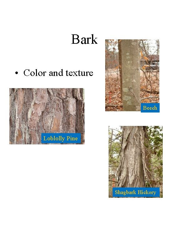Bark • Color and texture Beech Loblolly Pine Shagbark Hickory 