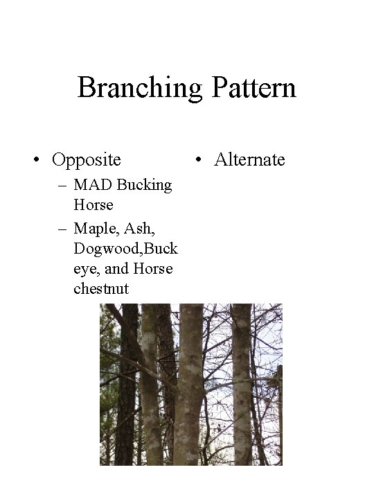 Branching Pattern • Opposite – MAD Bucking Horse – Maple, Ash, Dogwood, Buck eye,