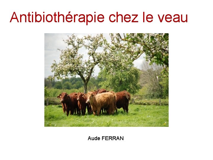 Antibiothérapie chez le veau Aude FERRAN 