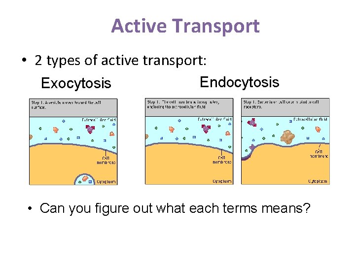 Cell Transport Review Grab Your Folder And A