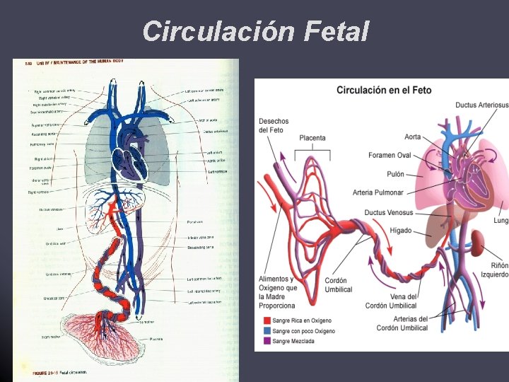 Circulación Fetal 