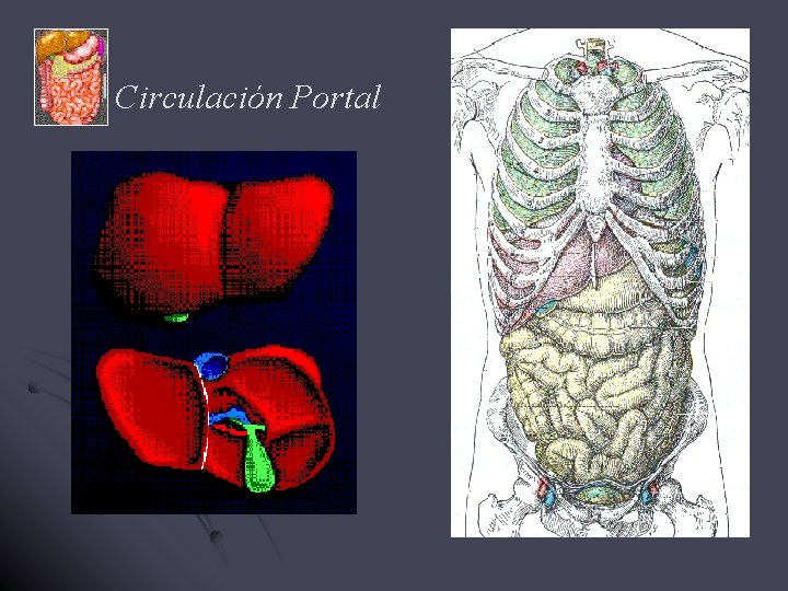 Circulación Portal 