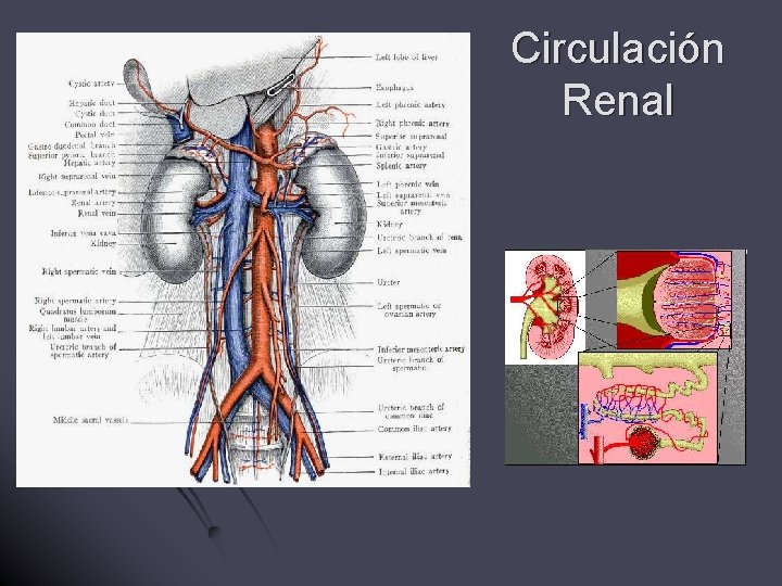 Circulación Renal 