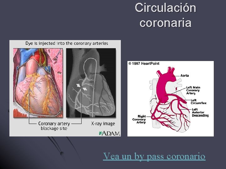 Circulación coronaria Vea un by pass coronario 