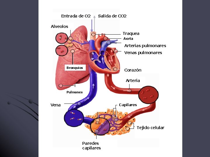 Entrada de O 2 Salida de CO 2 Alveolos Traquea Arterias pulmonares Venas pulmonares