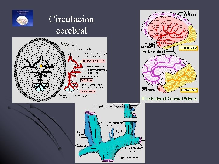 Circulacion cerebral 
