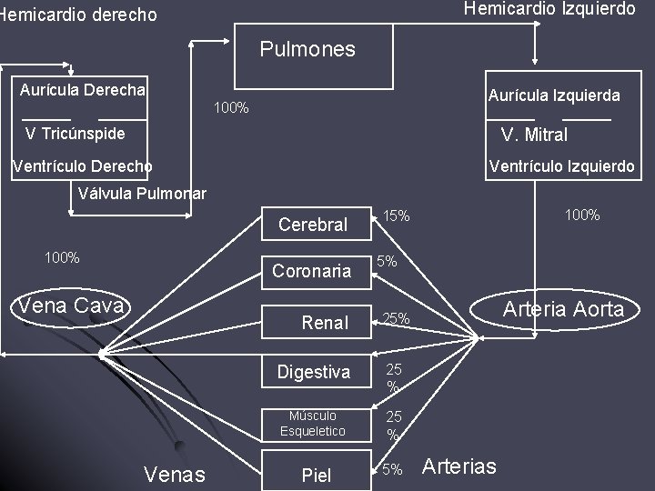 Hemicardio Izquierdo Hemicardio derecho Pulmones Aurícula Derecha Aurícula Izquierda 100% V Tricúnspide V. Mitral