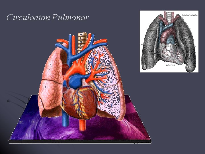 Circulacion Pulmonar 