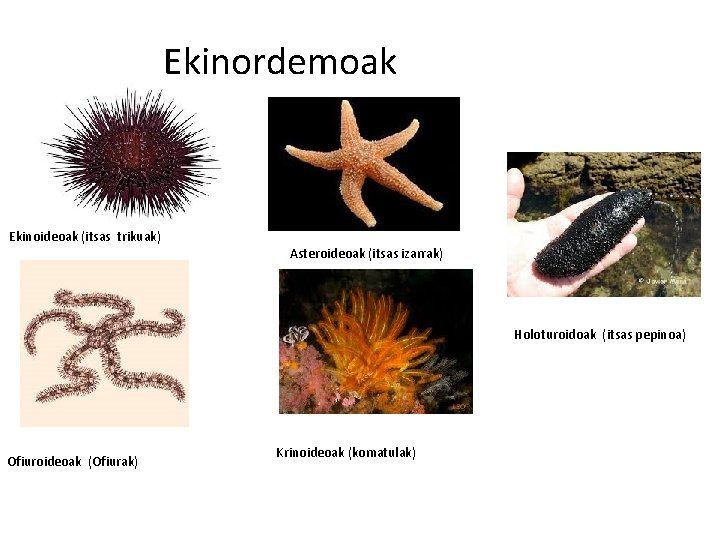 Ekinordemoak Ekinoideoak (itsas trikuak) Asteroideoak (itsas izarrak) Holoturoidoak (itsas pepinoa) Ofiuroideoak (Ofiurak) Krinoideoak (komatulak)