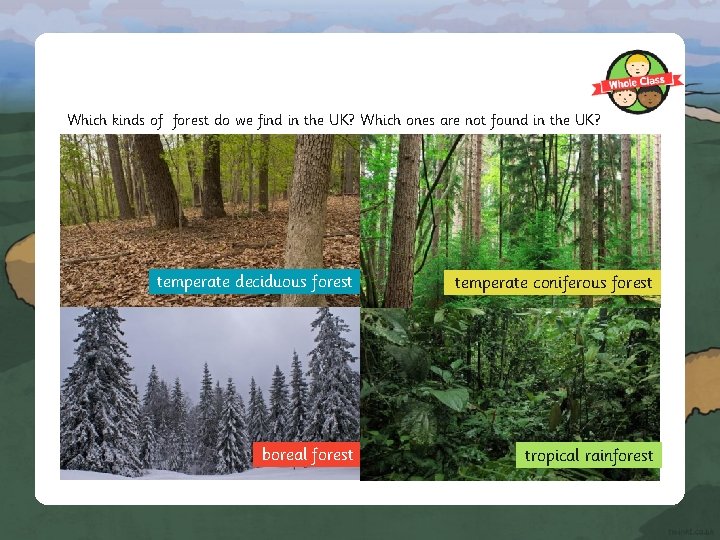 Which kinds of forest do we find in the UK? Which ones are not