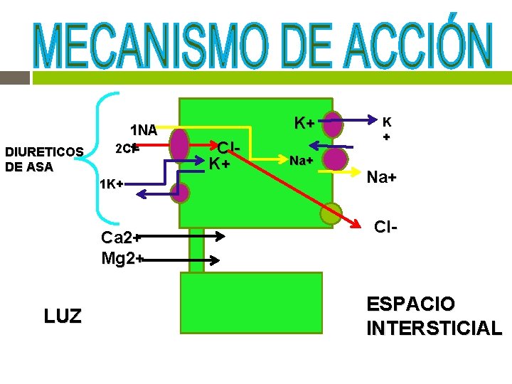 DIURETICOS DE ASA 1 NA + 2 Cl 1 K+ Ca 2+ Mg 2+ DIURETICOS DE ASA 1 NA + 2 Cl 1 K+ Ca 2+ Mg 2+