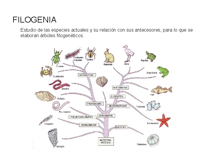 FILOGENIA Estudio de las especies actuales y su relación con sus antecesores, para lo