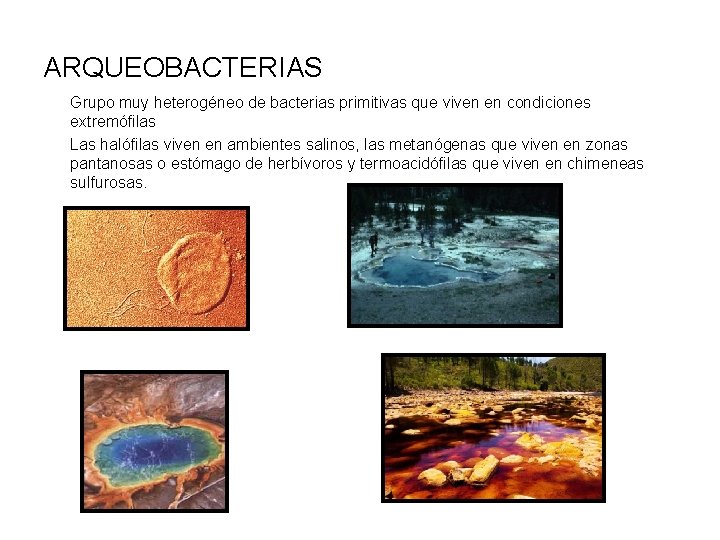 ARQUEOBACTERIAS Grupo muy heterogéneo de bacterias primitivas que viven en condiciones extremófilas Las halófilas