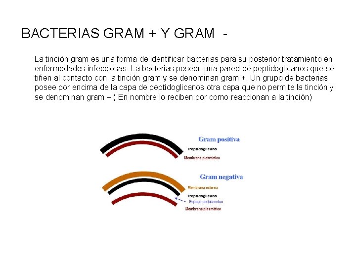 BACTERIAS GRAM + Y GRAM La tinción gram es una forma de identificar bacterias