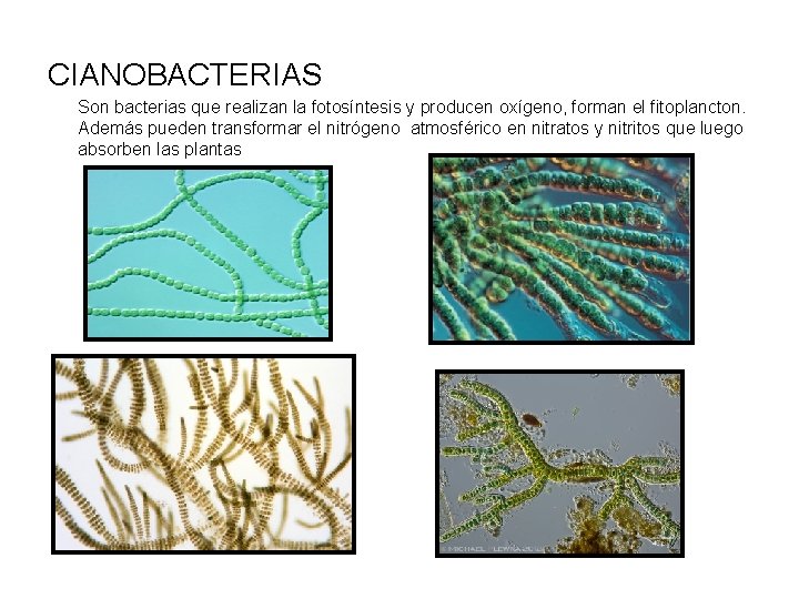 CIANOBACTERIAS Son bacterias que realizan la fotosíntesis y producen oxígeno, forman el fitoplancton. Además