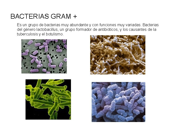 BACTERIAS GRAM + Es un grupo de bacterias muy abundante y con funciones muy