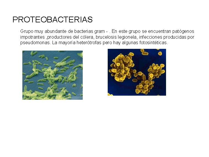 PROTEOBACTERIAS Grupo muy abundante de bacterias gram -. En este grupo se encuentran patógenos