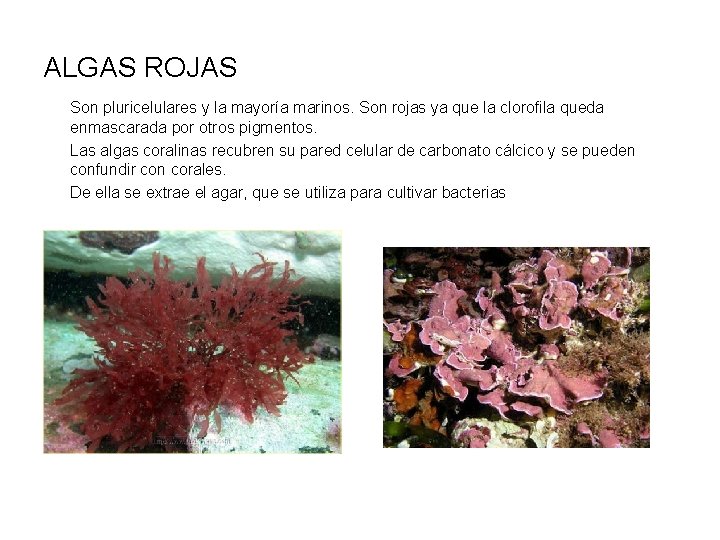 ALGAS ROJAS Son pluricelulares y la mayoría marinos. Son rojas ya que la clorofila