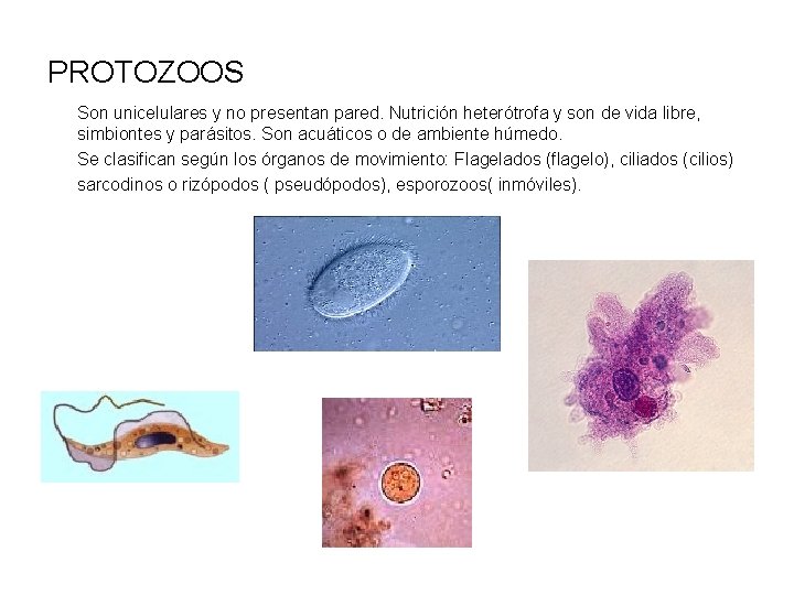 PROTOZOOS Son unicelulares y no presentan pared. Nutrición heterótrofa y son de vida libre,