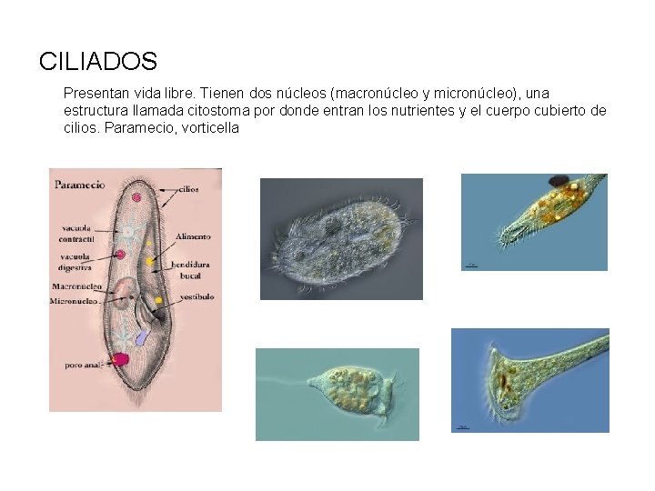 CILIADOS Presentan vida libre. Tienen dos núcleos (macronúcleo y micronúcleo), una estructura llamada citostoma