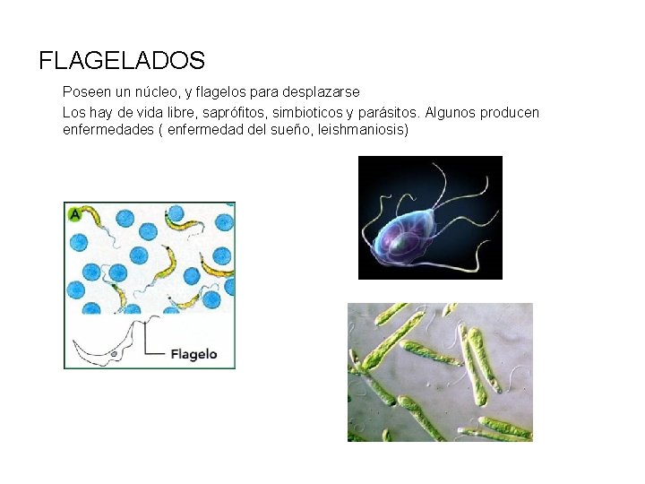 FLAGELADOS Poseen un núcleo, y flagelos para desplazarse Los hay de vida libre, saprófitos,