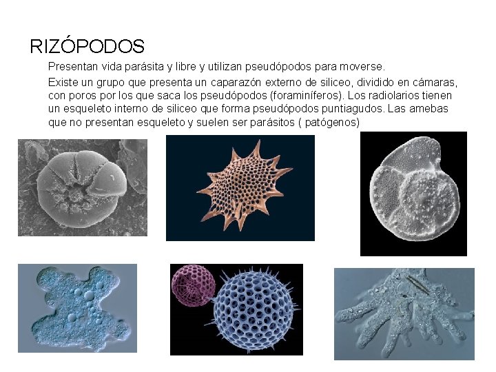 RIZÓPODOS Presentan vida parásita y libre y utilizan pseudópodos para moverse. Existe un grupo