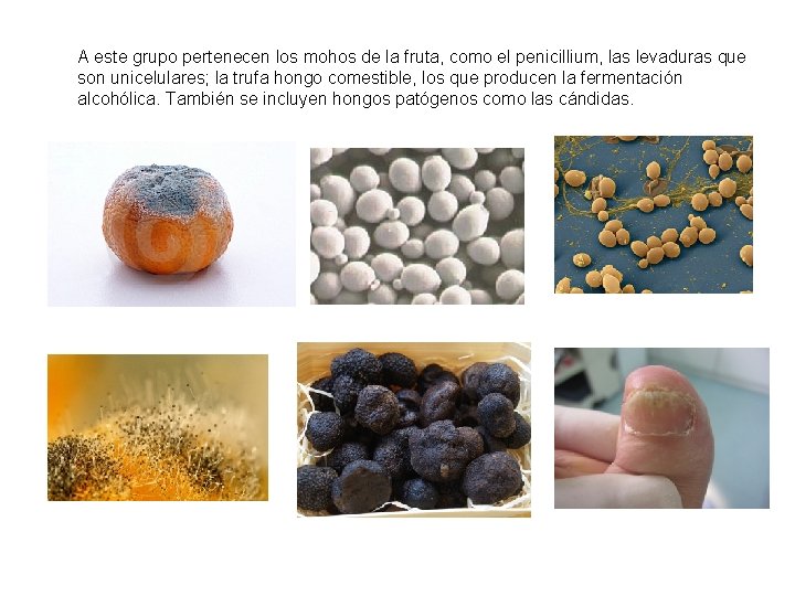 A este grupo pertenecen los mohos de la fruta, como el penicillium, las levaduras