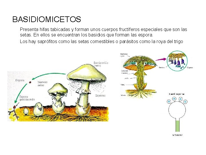 BASIDIOMICETOS Presenta hifas tabicadas y forman unos cuerpos fructíferos especiales que son las setas.