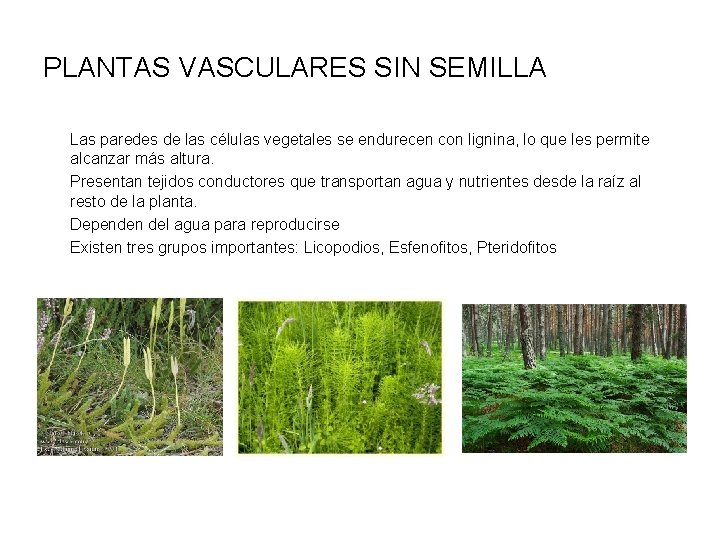 PLANTAS VASCULARES SIN SEMILLA Las paredes de las células vegetales se endurecen con lignina,